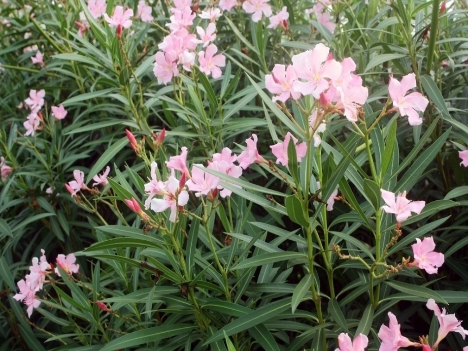 夹竹桃修改版_第2页