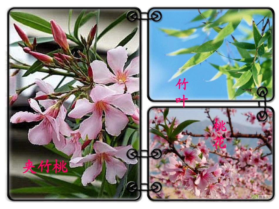 夹竹桃修改版_第3页