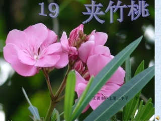 夹竹桃修改版