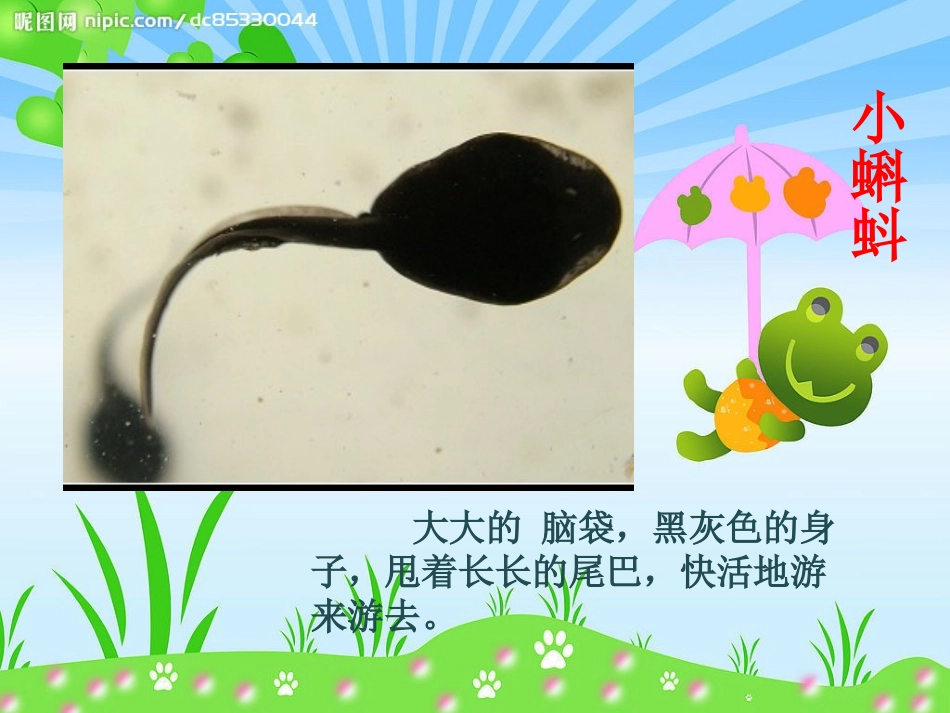 小蝌蚪变青蛙_第2页