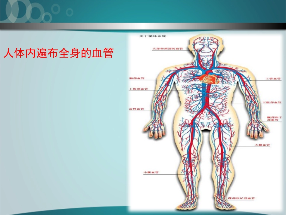 流动的组织-血液_第3页