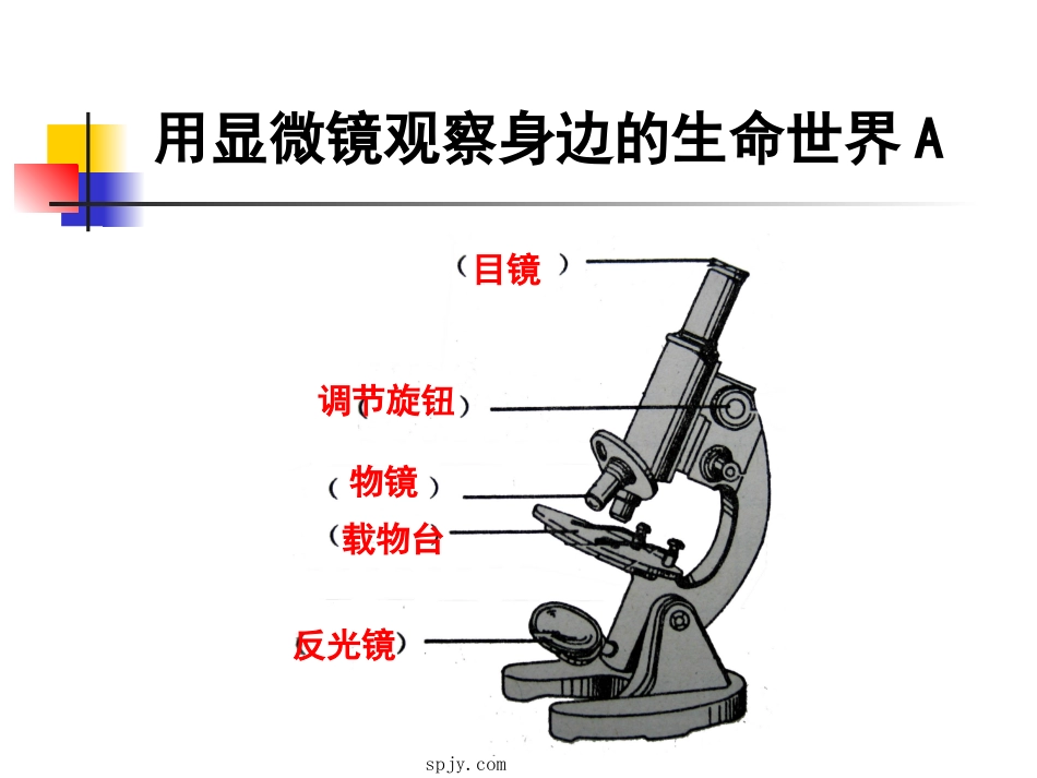 教科版六年级下册科学第一单元《第5课用显微镜观察身边的生命世界一PPT课件》_第3页