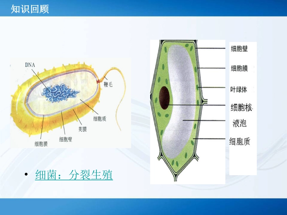 公开课真菌(上课)_第2页