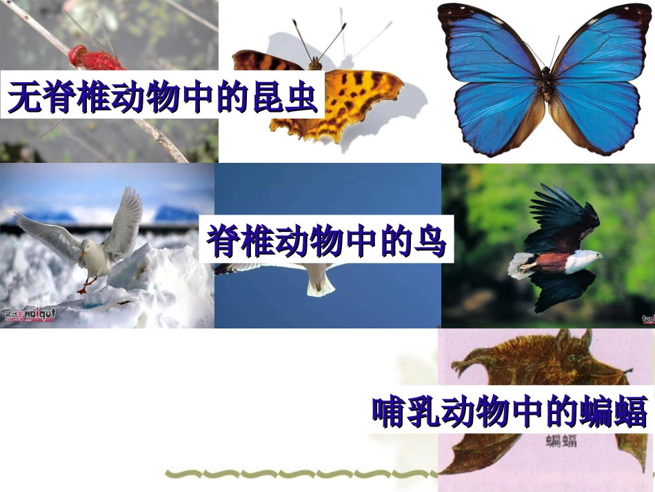 人教版八年级生物上册第一章第六节鸟槐英梅_第3页