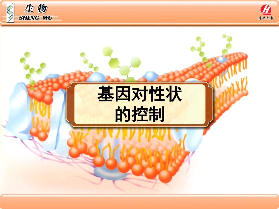 生物②必修42《基因对性状的控制》PPT课件_第2页