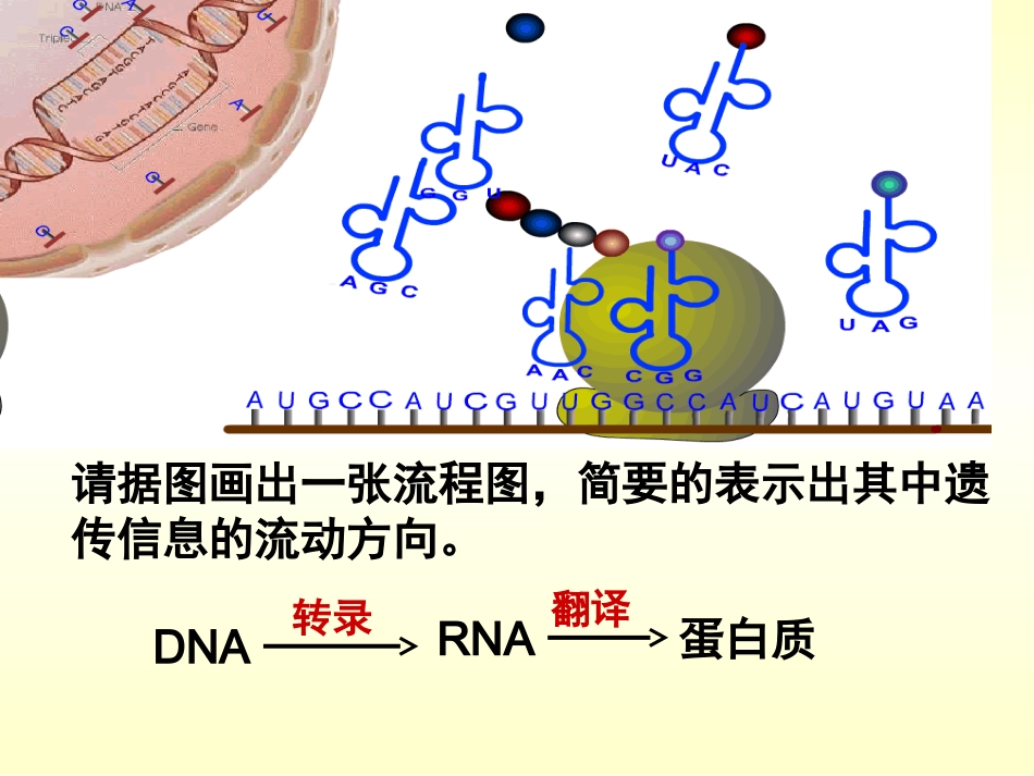 生物②必修42《基因对性状的控制》PPT课件_第3页