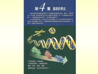 生物②必修42《基因对性状的控制》PPT课件