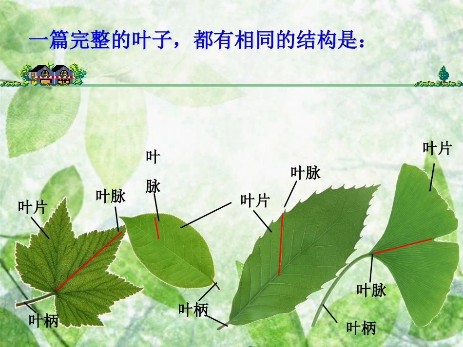 教科版小学科学三年级上册第一单元《植物的叶》PPT课件 (2)_第3页