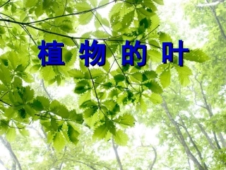 教科版小学科学三年级上册第一单元《植物的叶》PPT课件 (2)