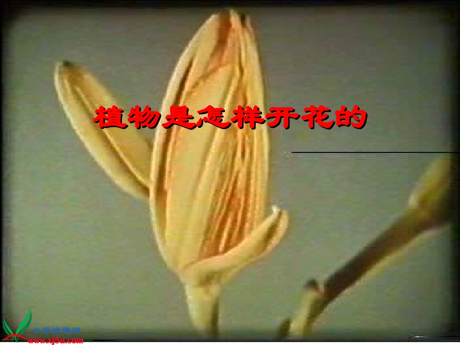 三年级科学下册_16开花了_结果了_教科版_第3页
