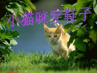 教科版小猫咪穿鞋子