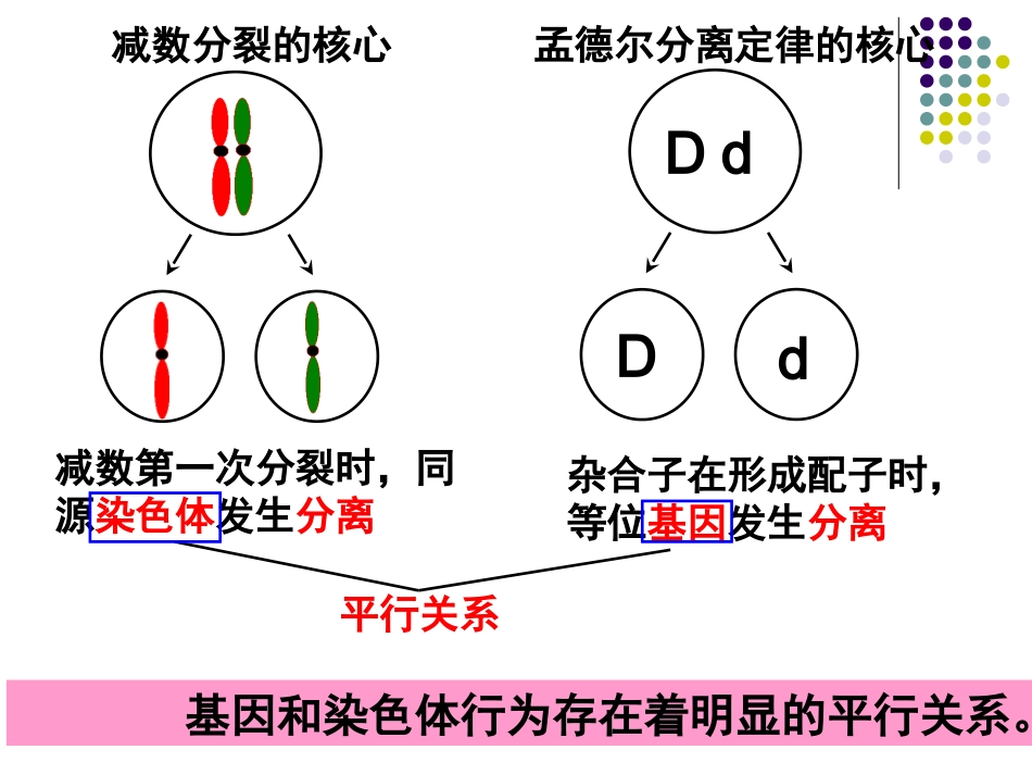 第二节基因在染色体上_第3页