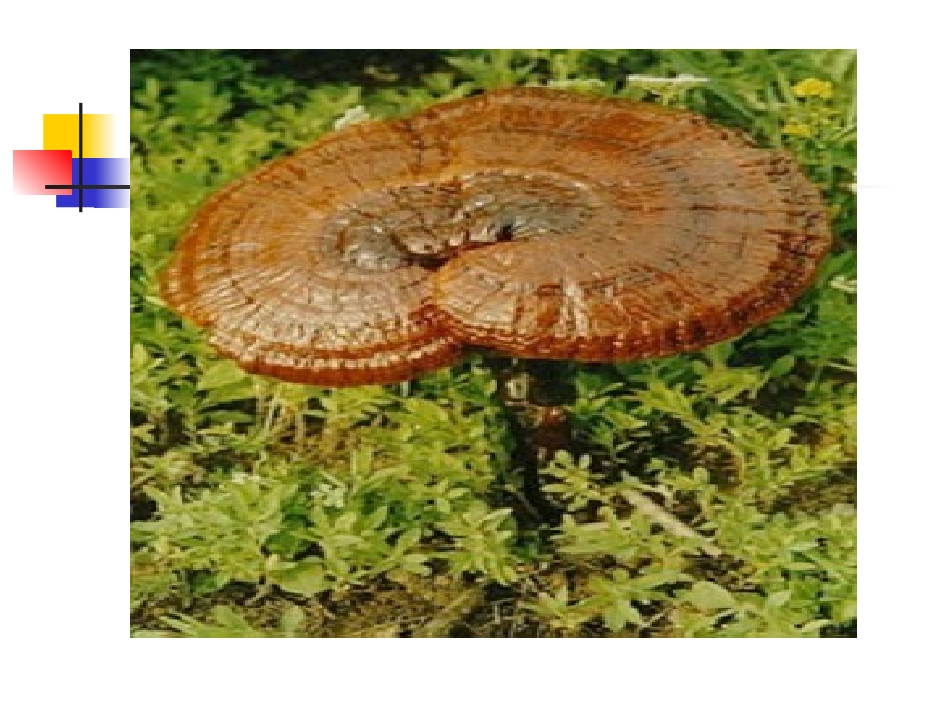 细菌真菌和病毒_第2页