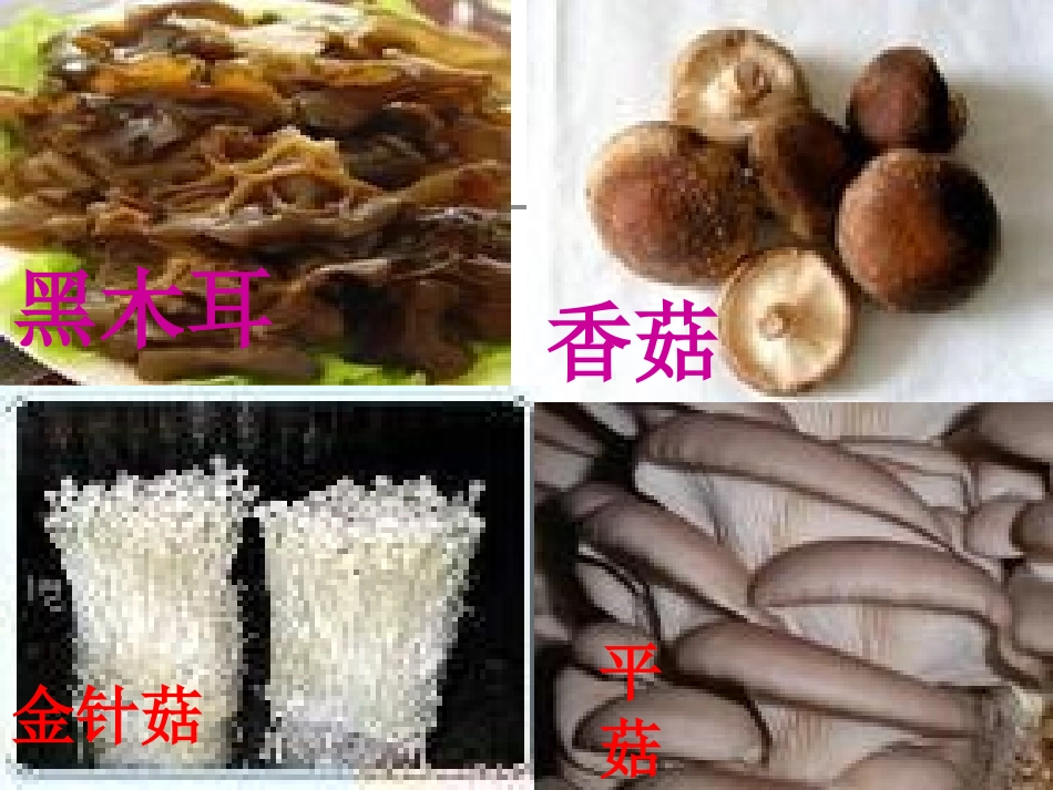 细菌真菌和病毒_第3页