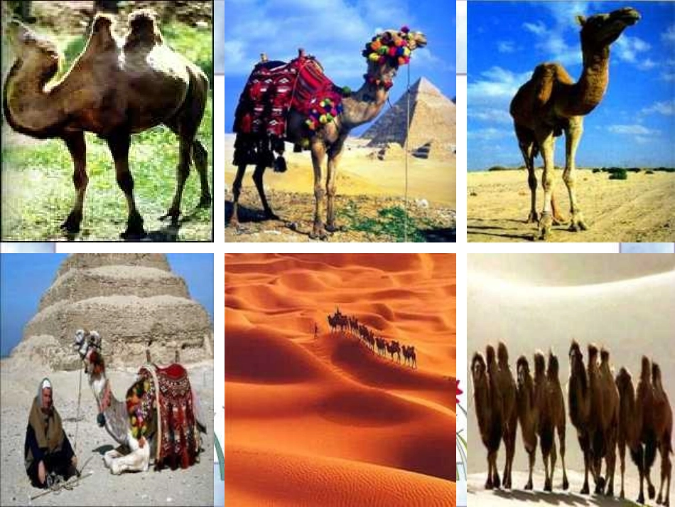 找骆驼PPT课件_第2页