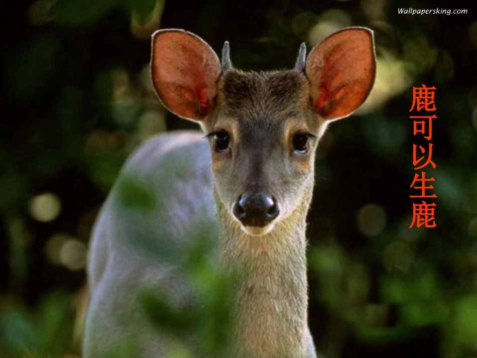 【减数分裂】_第2页