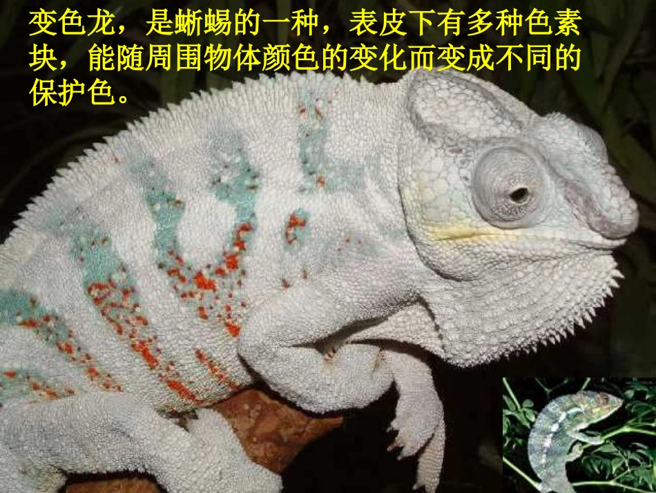 《变色龙》PPT_第3页