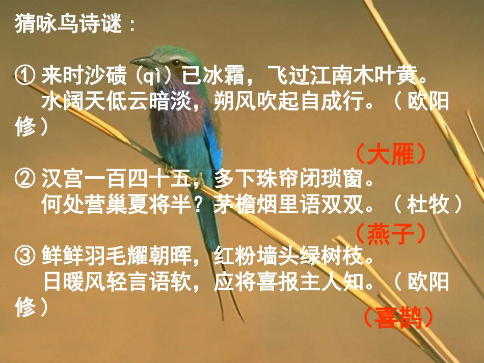 专题《鸟》上课课件_第1页