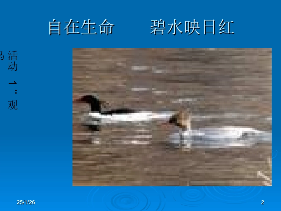 专题《鸟》上课课件_第2页