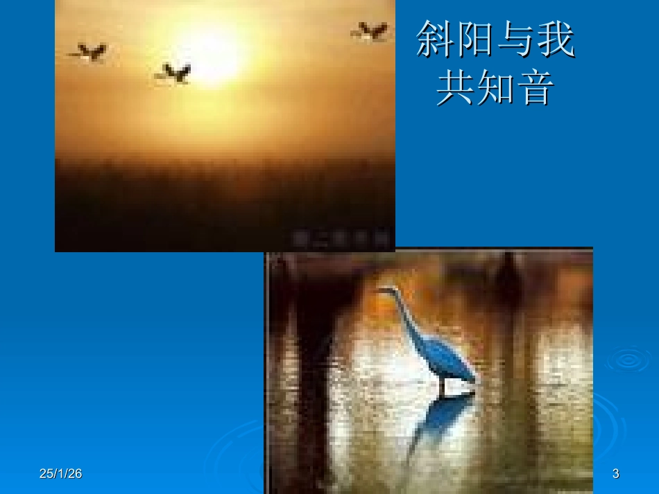 专题《鸟》上课课件_第3页