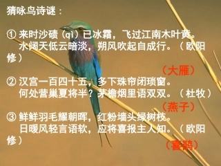 专题《鸟》上课课件