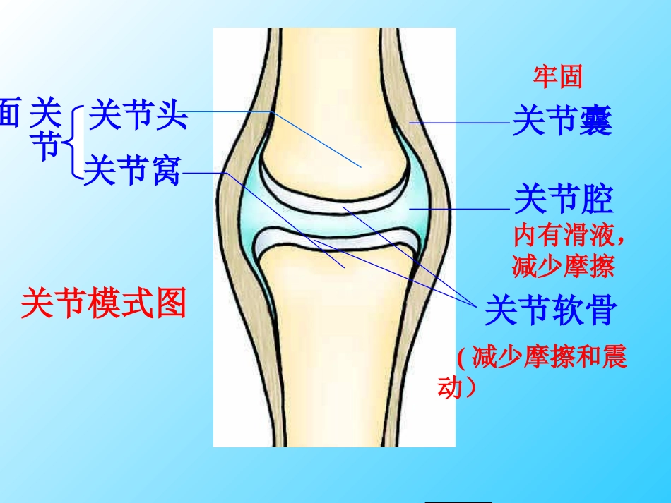 《动物的运动》课件1_第3页