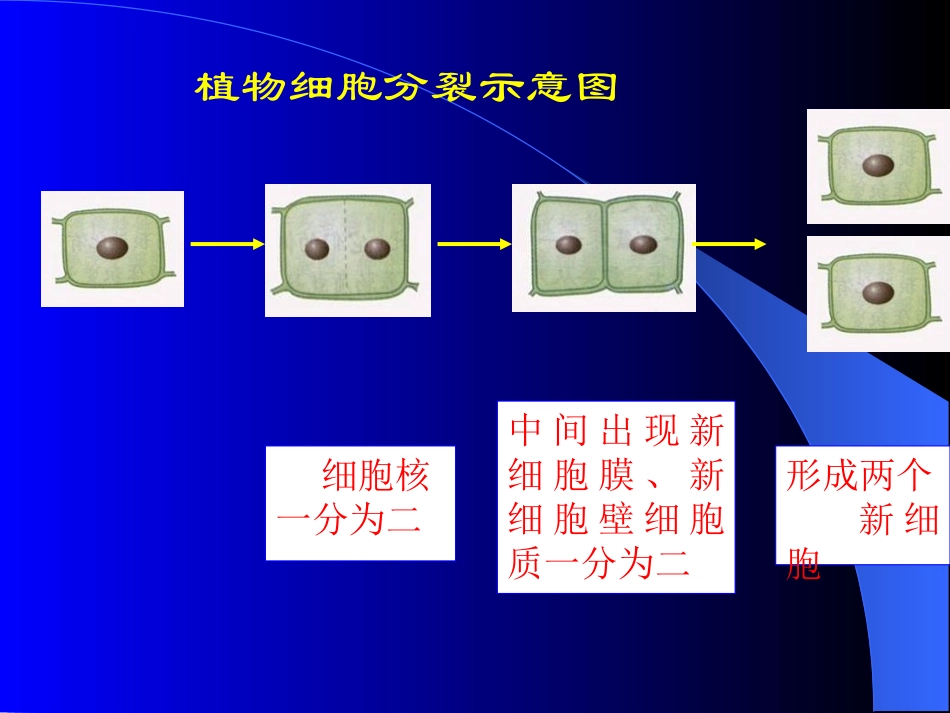 细胞分裂过程（微课程）_第3页