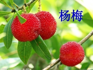 我爱故乡的杨梅