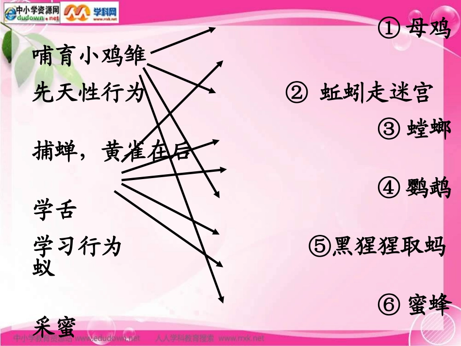 人教版生物八上第三节《_社会行为》课件_第3页