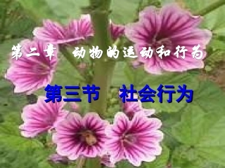 人教版生物八上第三节《_社会行为》课件