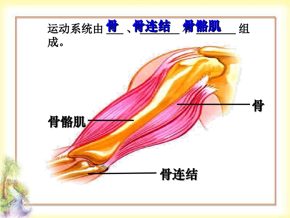 苏科版生物_161人体的运动_第3页