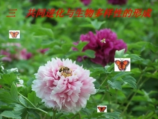 共同进化与生物多样性的形成
