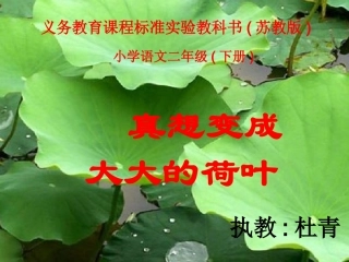 真想变成大大的荷叶 (3)