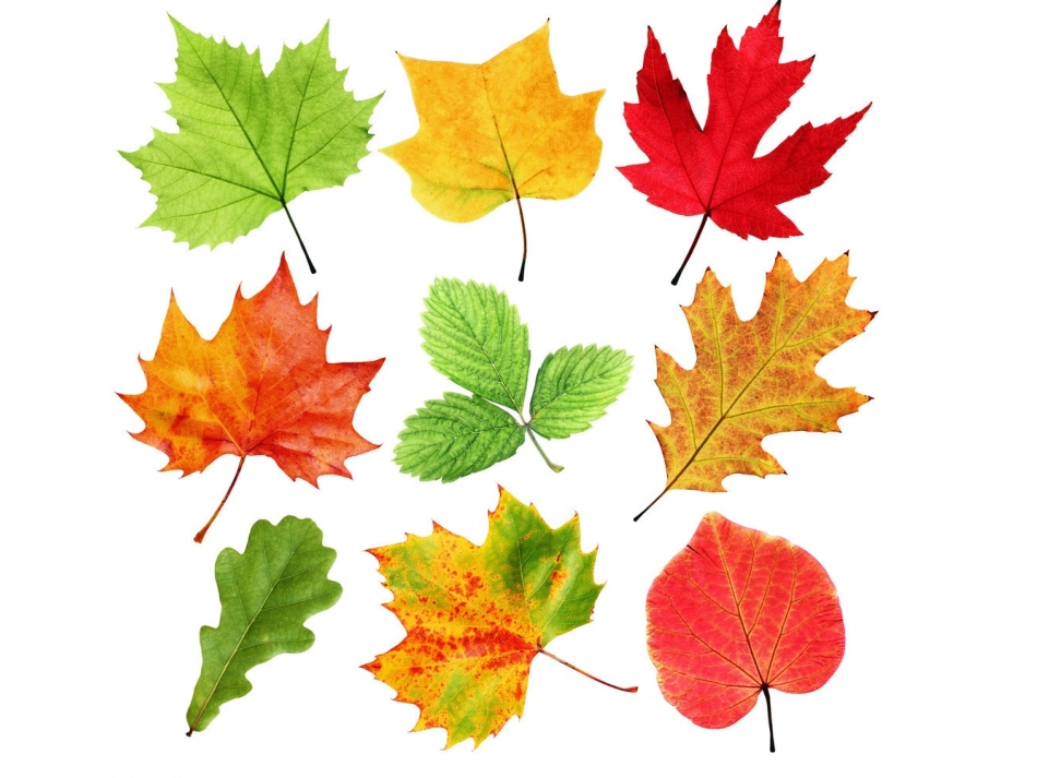 叶子上的小血管_第3页