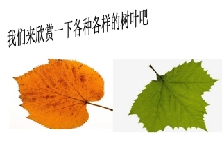 叶子上的小血管