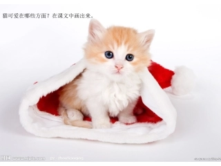 老舍《猫》公开课