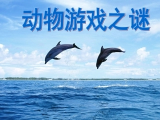 《动物游戏之谜》