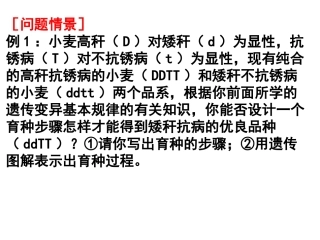 第六章_第1节杂交育种与诱变育种讲课