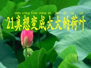 真想变成大大的荷叶 (2)