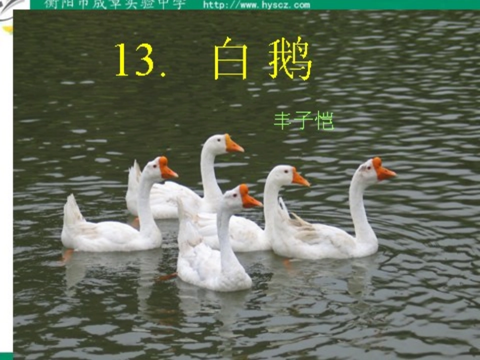 ha013、白鹅_第1页