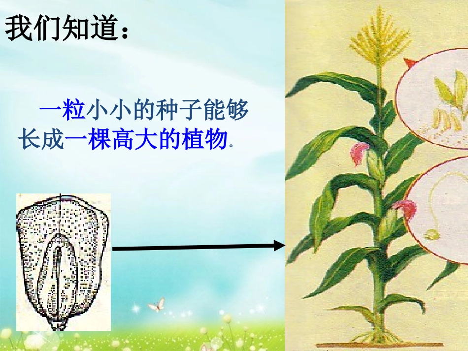 细胞通过分裂产生新细胞 (2)_第2页