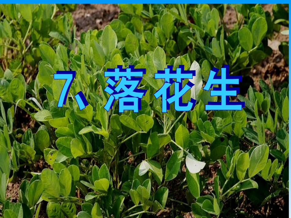 落花生 (4)_第1页