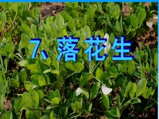 落花生 (4)