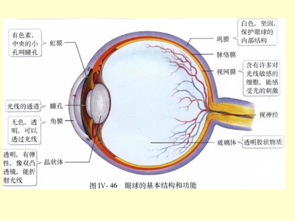 七年级生物第四单元第六章第1节人体对外界环境的_第3页