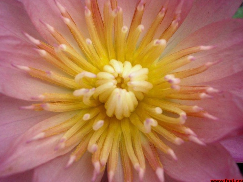 人教版七年级语文上册《秋天》课件 (3)_第1页