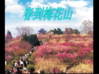苏教版一下春到梅花山课件