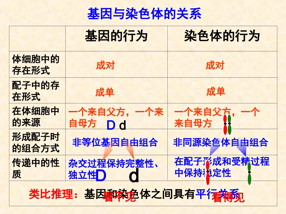 【生物】22基因在染色体上课件（人教版必修2）_第3页