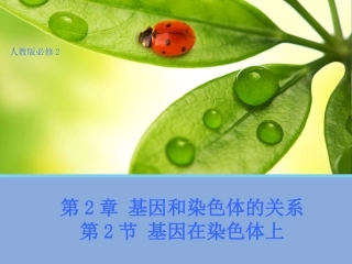 【生物】22基因在染色体上课件（人教版必修2）