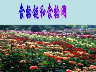 食物链和食物网