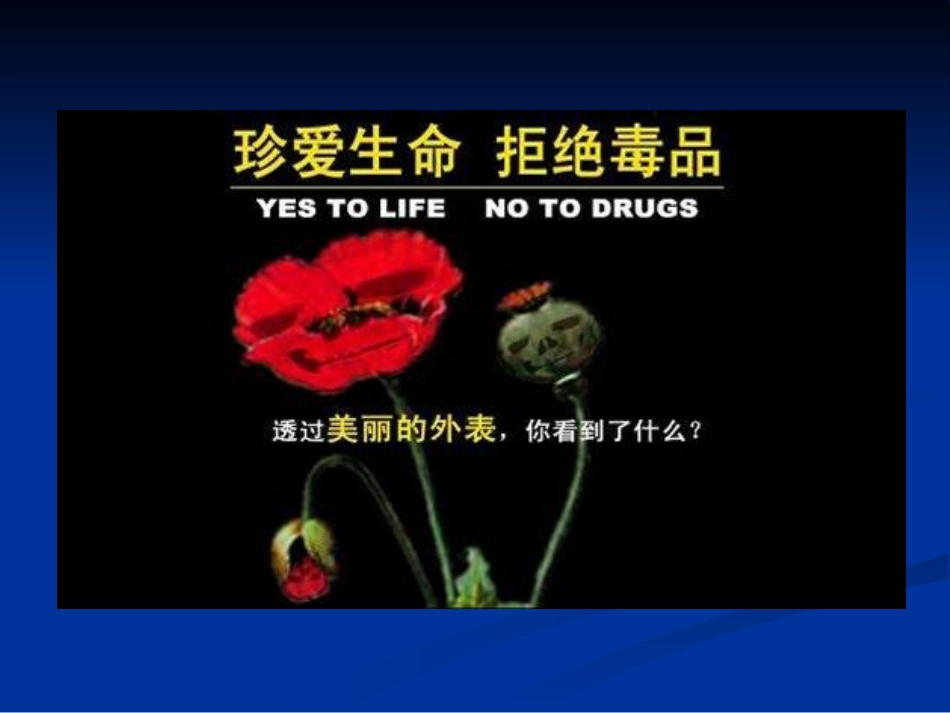 禁毒知识教育幻灯片_第1页